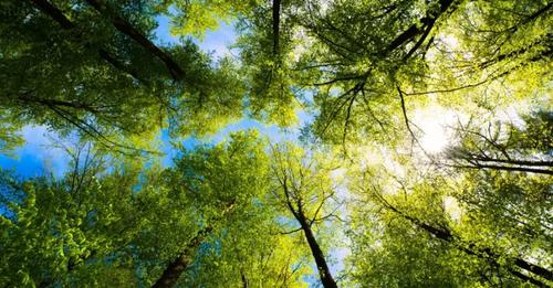 Световния ден на гората: Здрави гори за здрави хора